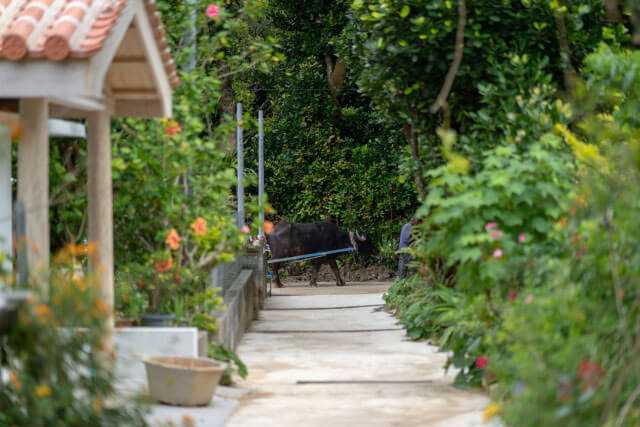 Okinawa-30 things to do in Okinawa and experience the unique natural environment of Kyushu