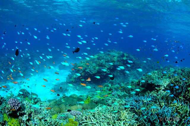 Okinawa-30 things to do in Okinawa and experience the unique natural environment of Kyushu