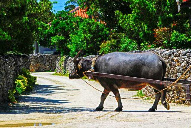 Okinawa-30 things to do in Okinawa and experience the unique natural environment of Kyushu