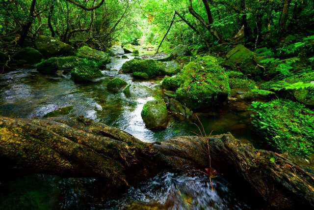 Okinawa-30 things to do in Okinawa and experience the unique natural environment of Kyushu