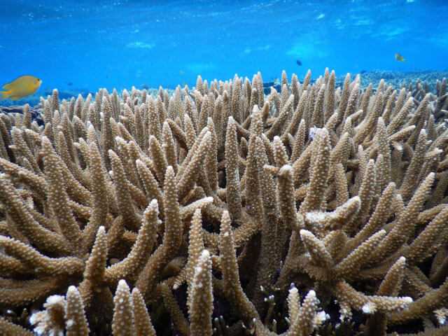 Okinawa-30 things to do in Okinawa and experience the unique natural environment of Kyushu