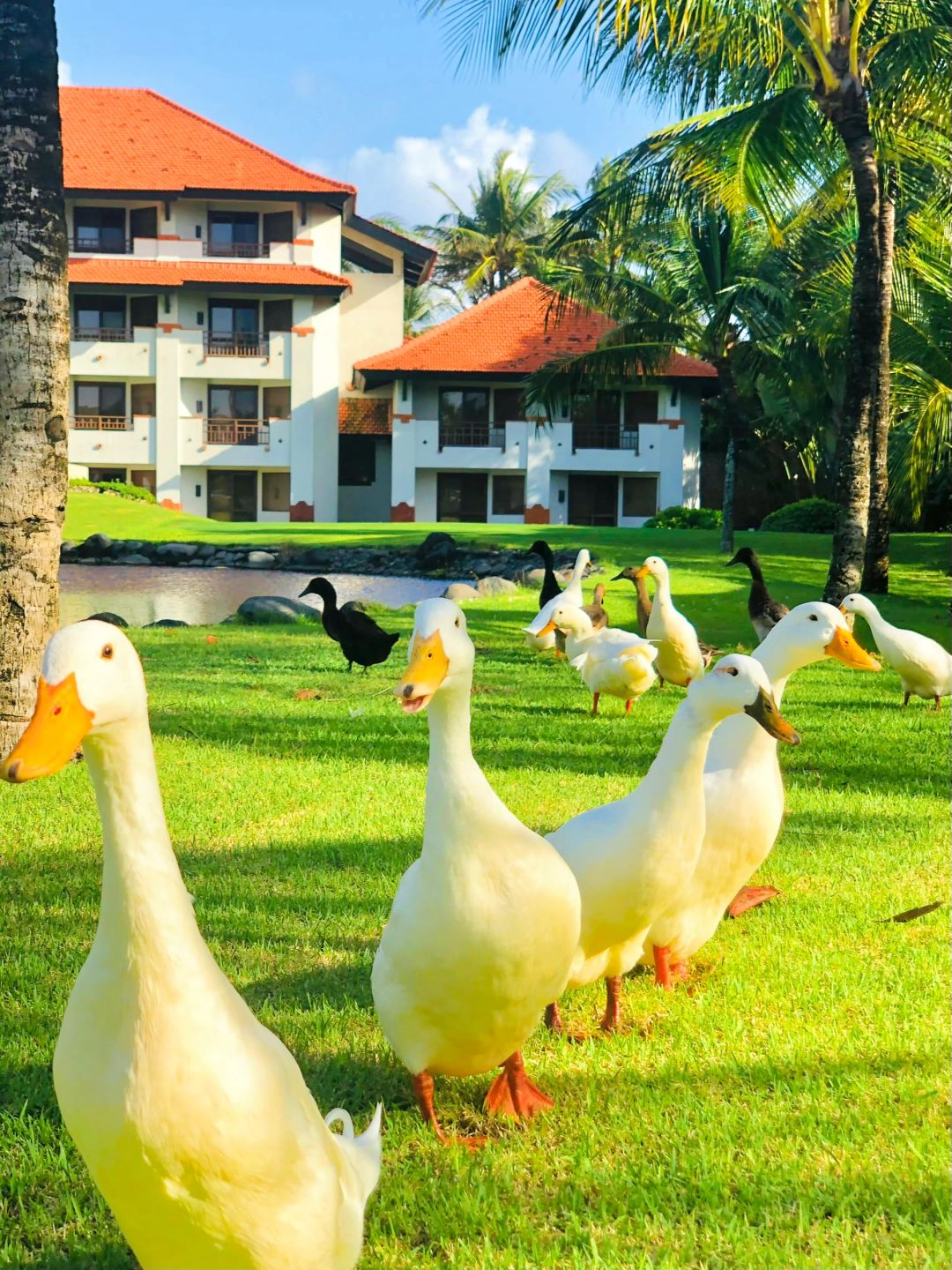 Bali-The Laguna, a Luxury Collection Resort & Spa?, Bali Hotel, Has a 5,000 square meter lagoon pool