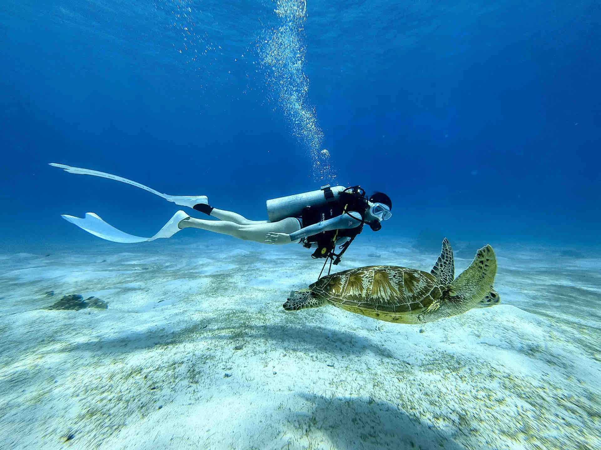 Cebu-Travel diary, diving record in Cebu, Philippines, taking photos of sea turtles in Casa Paris