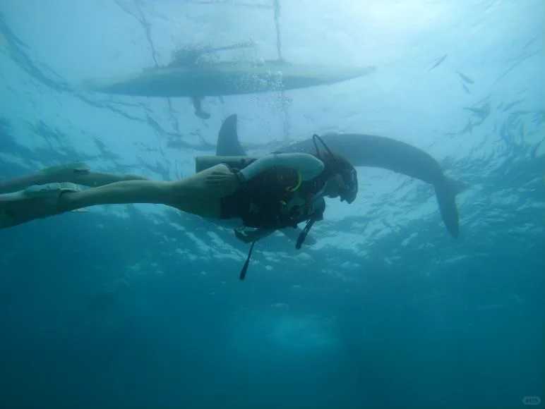 Cebu-Travel diary, diving record in Cebu, Philippines, taking photos of sea turtles in Casa Paris