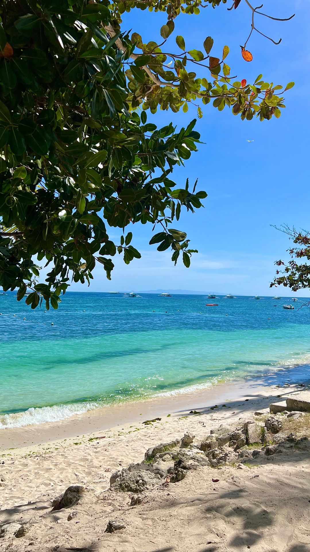 Manila/Luzon-Philippines 7 days per person 1000 US dollars, Manila + Bohol Island detailed guide