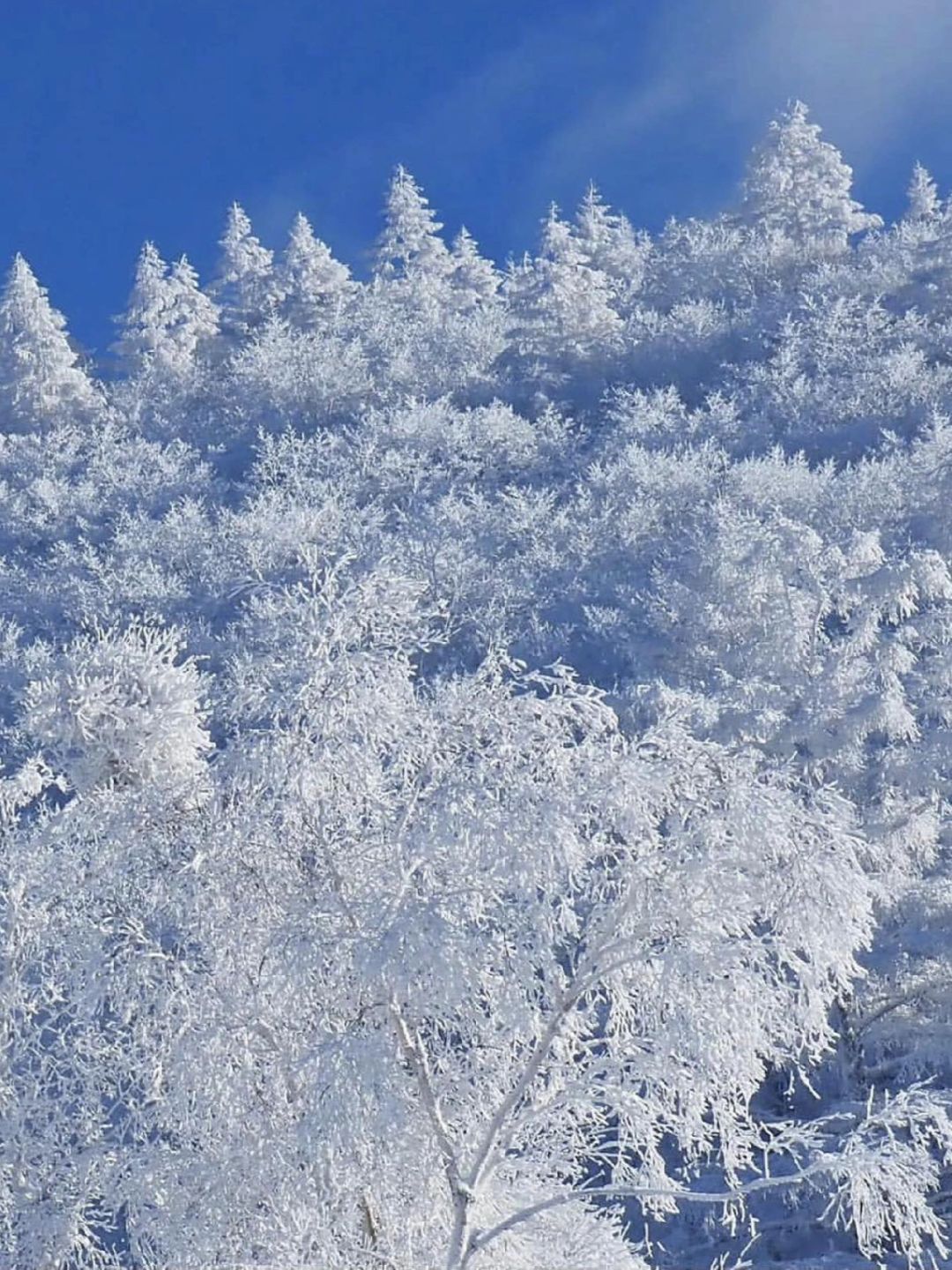 Sapporo/Hokkaido-A must-have for couples?‍❤️‍? | A 6-day romantic and sweet travel list in Hokkaido