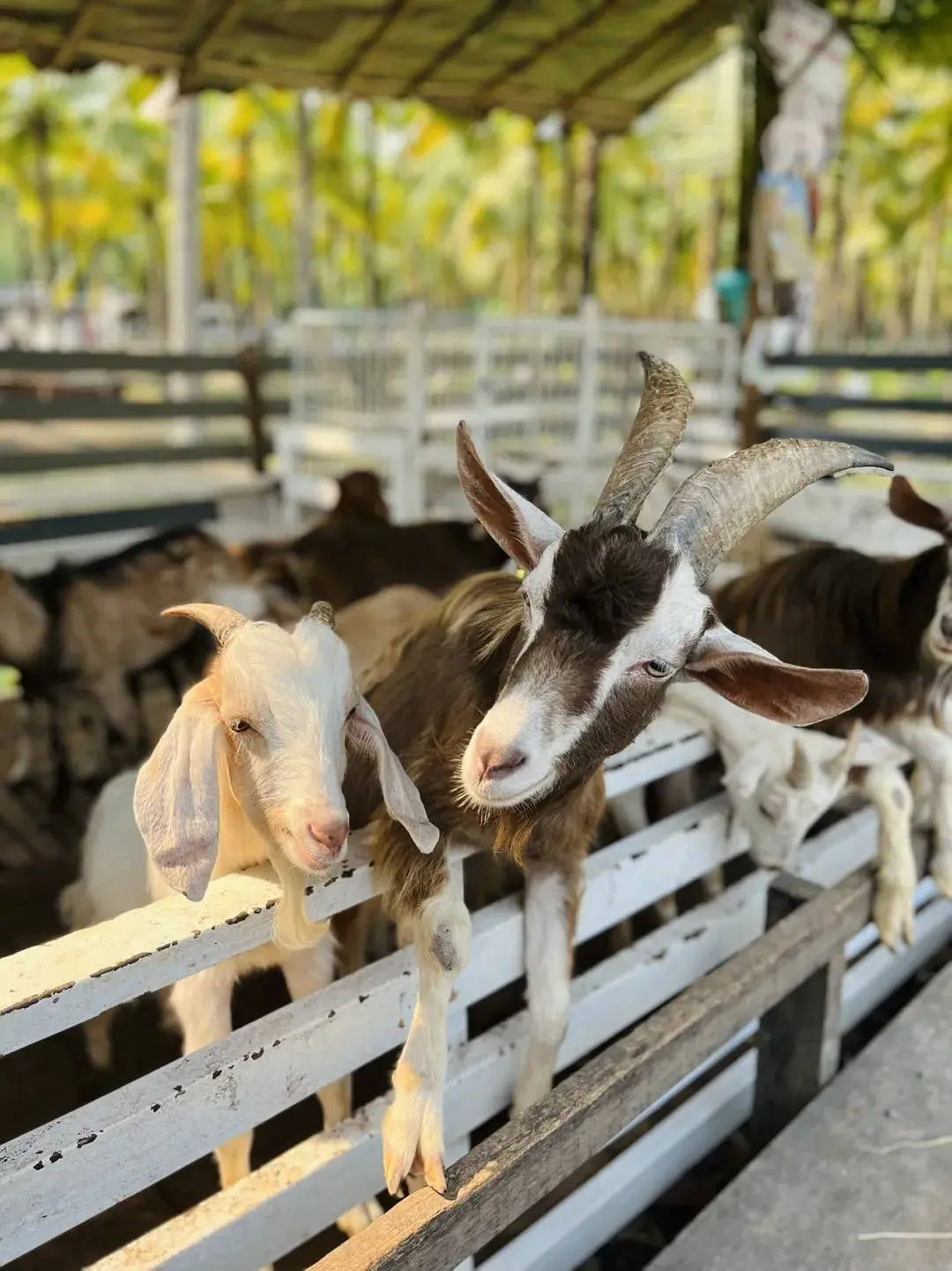 Chiang Mai-Travel in Chiang Mai and live like a local?. Who doesn’t have a favorite place?
