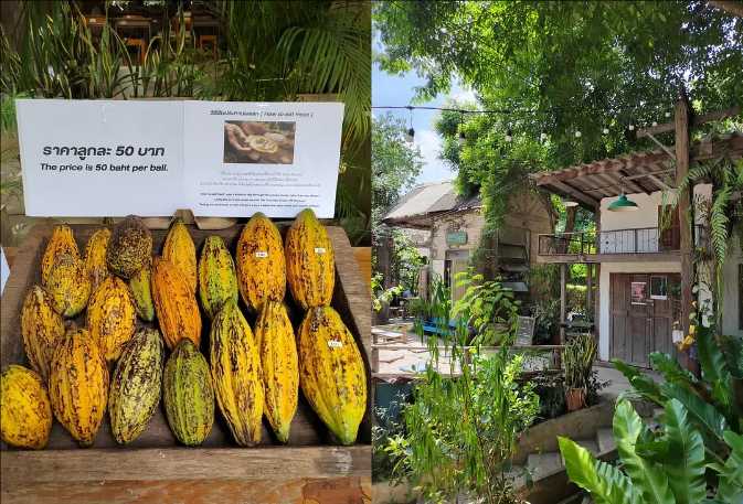 Chiang Mai-Chiang Mai Travel Guide: A Weeklong Trip to Chiang Mai, Thailand for $200, Full of Greenery