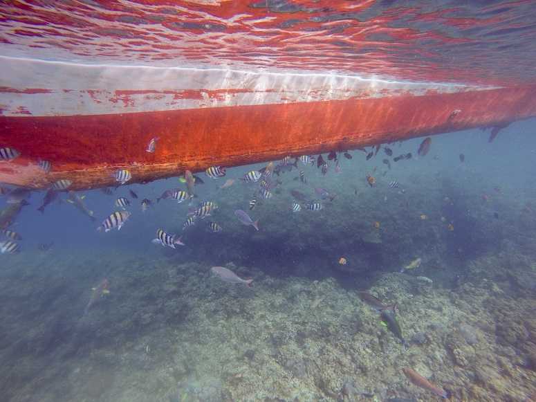Cebu-15 of the best beaches in the Philippines, explore colorful island coral gardens