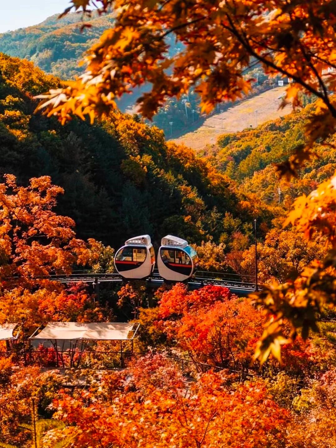 Seoul-Travel to Korea, ?Take the Dream Train to the Flower Forest and enjoy the autumn leaves