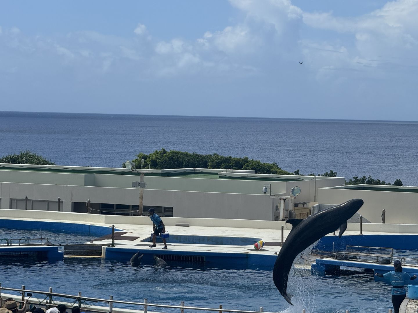 Okinawa-One-day trip to northern Okinawa. Local characteristics, delicious food, sea and fun