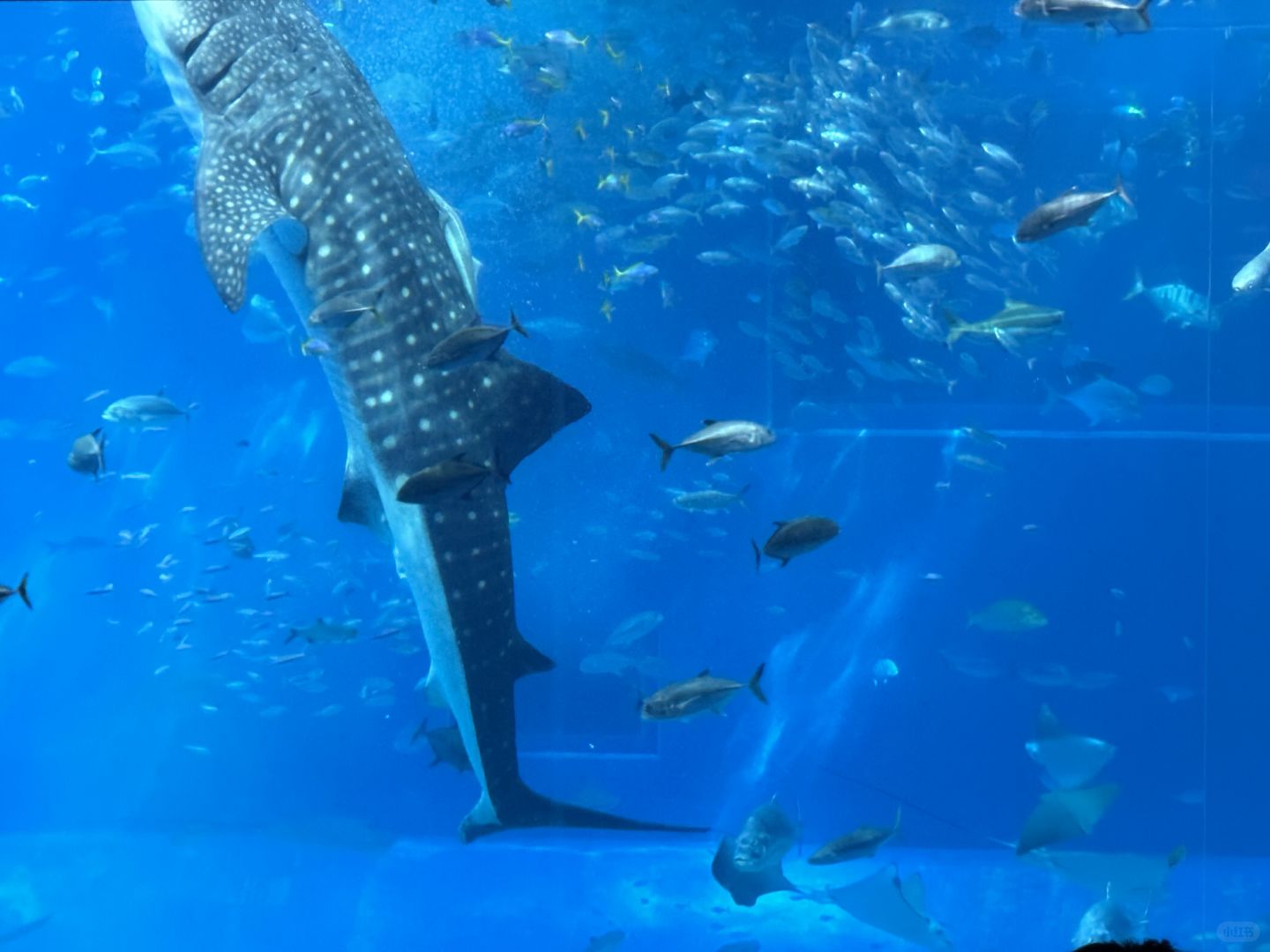 Okinawa-One-day trip to northern Okinawa. Local characteristics, delicious food, sea and fun