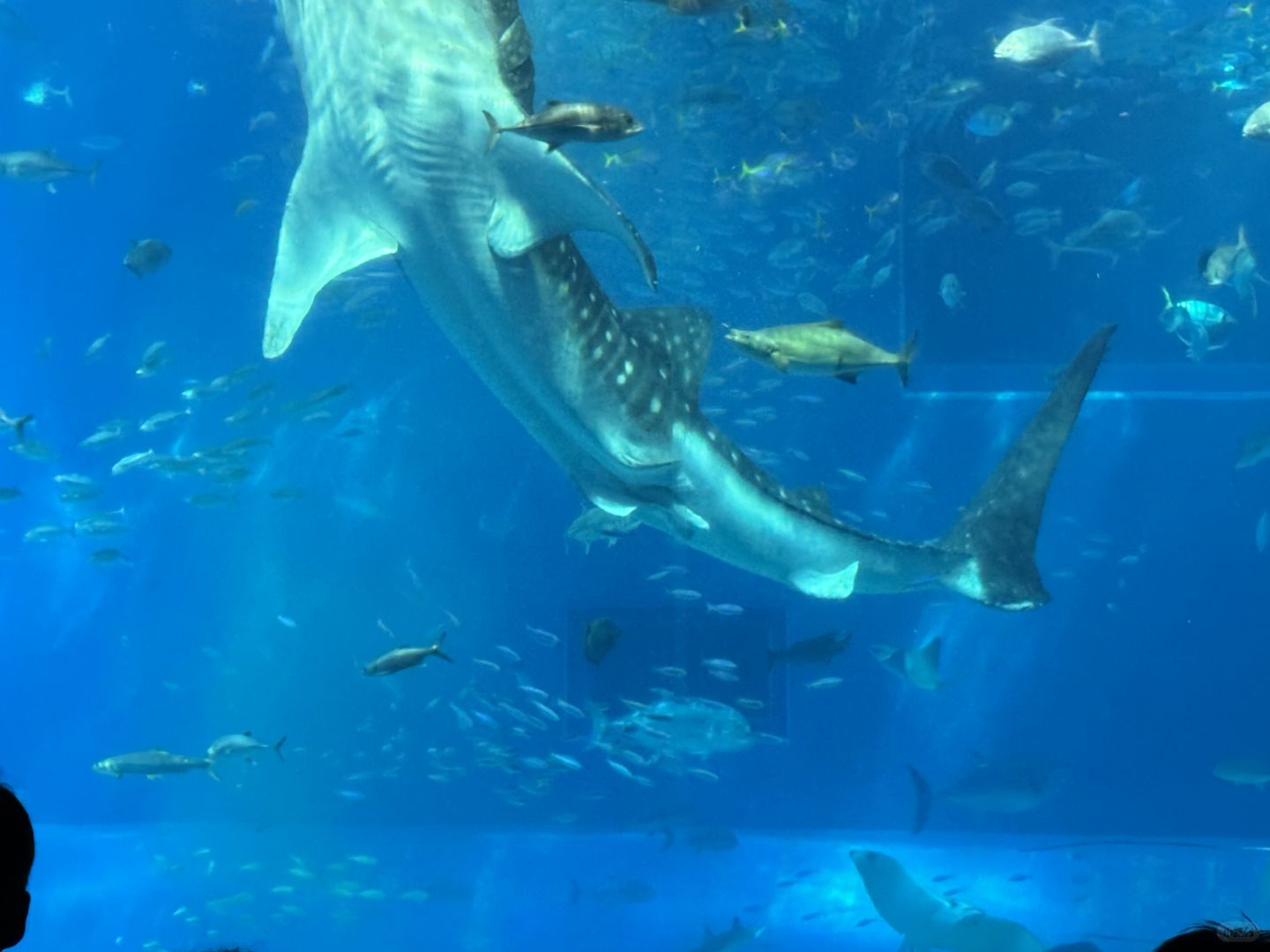 Okinawa-One-day trip to northern Okinawa. Local characteristics, delicious food, sea and fun