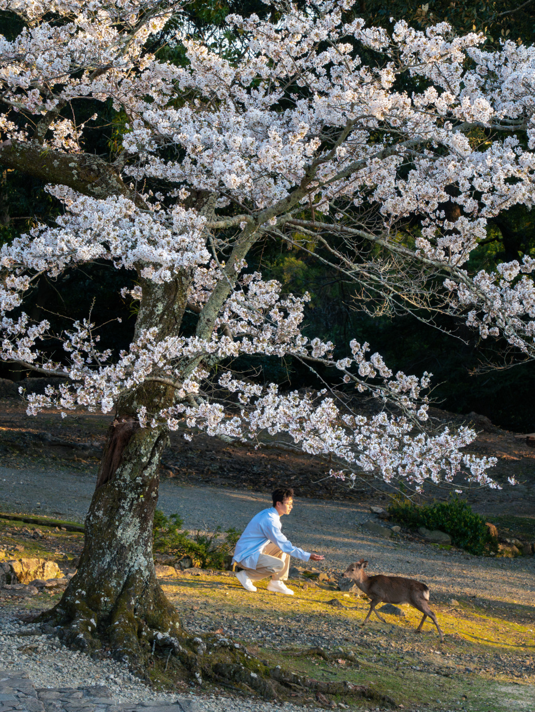 Tokyo-Travel to Japan, stay at Prince Hotel, visit Tokyo Shiba Park and Kyoto Maruyama Park