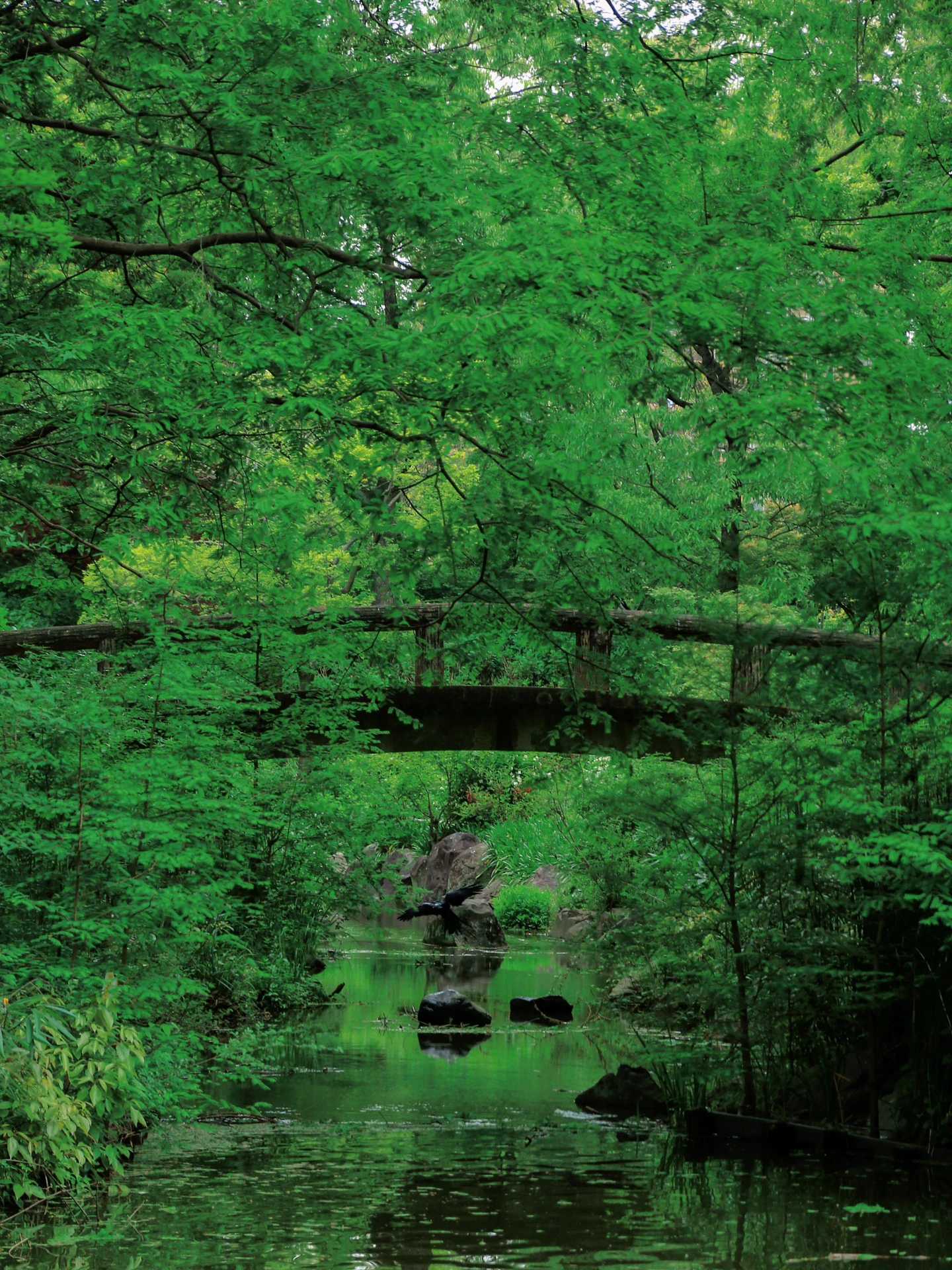 Osaka-Osaka City Park "History Forest" 历史の森 Nagai Botanical Garden, enjoy the Tertiary flora