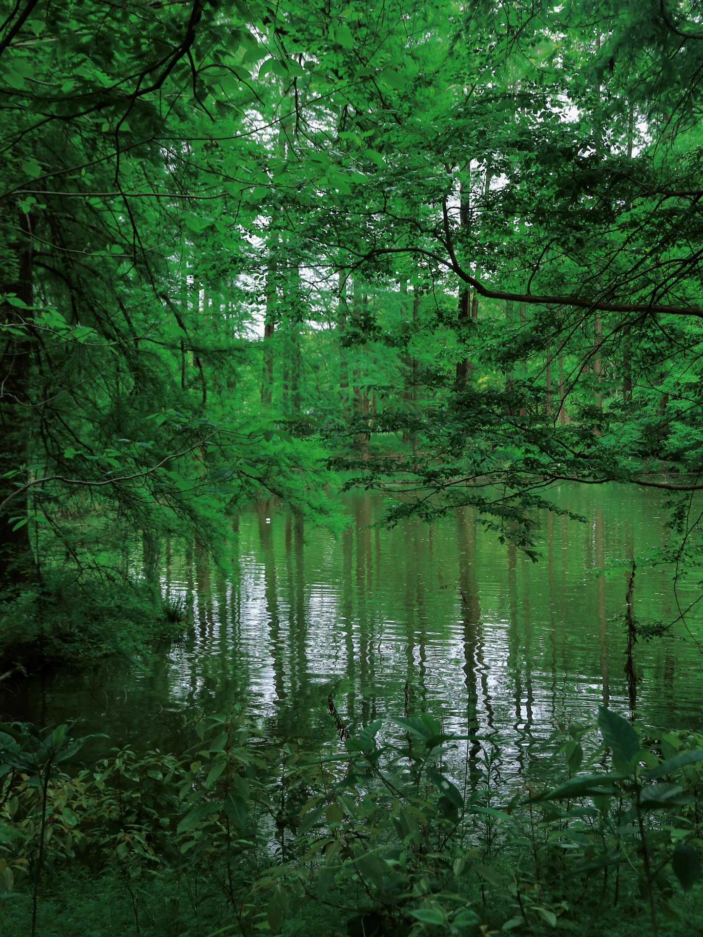 Osaka-Osaka City Park "History Forest" 历史の森 Nagai Botanical Garden, enjoy the Tertiary flora
