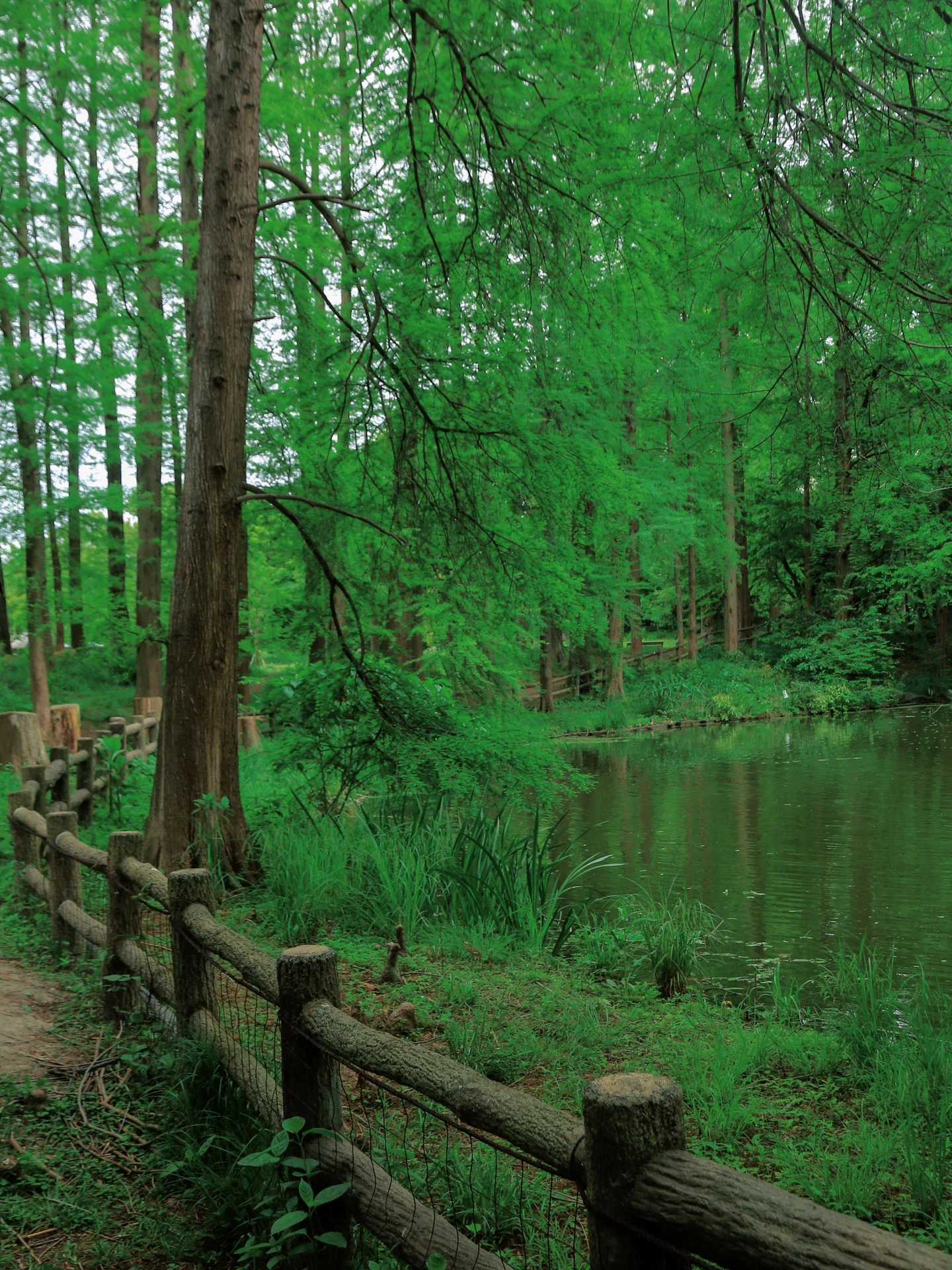 Osaka-Osaka City Park "History Forest" 历史の森 Nagai Botanical Garden, enjoy the Tertiary flora
