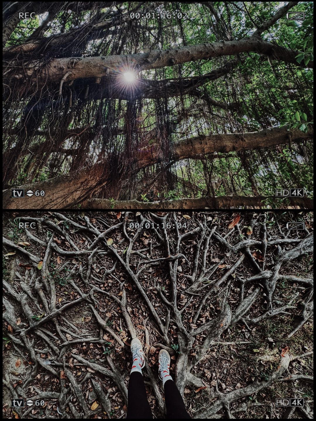 Taiwan-Tainan Travel Tour Anping Tree House, Sicao Green Tunnel and Black-faced Spoonbill