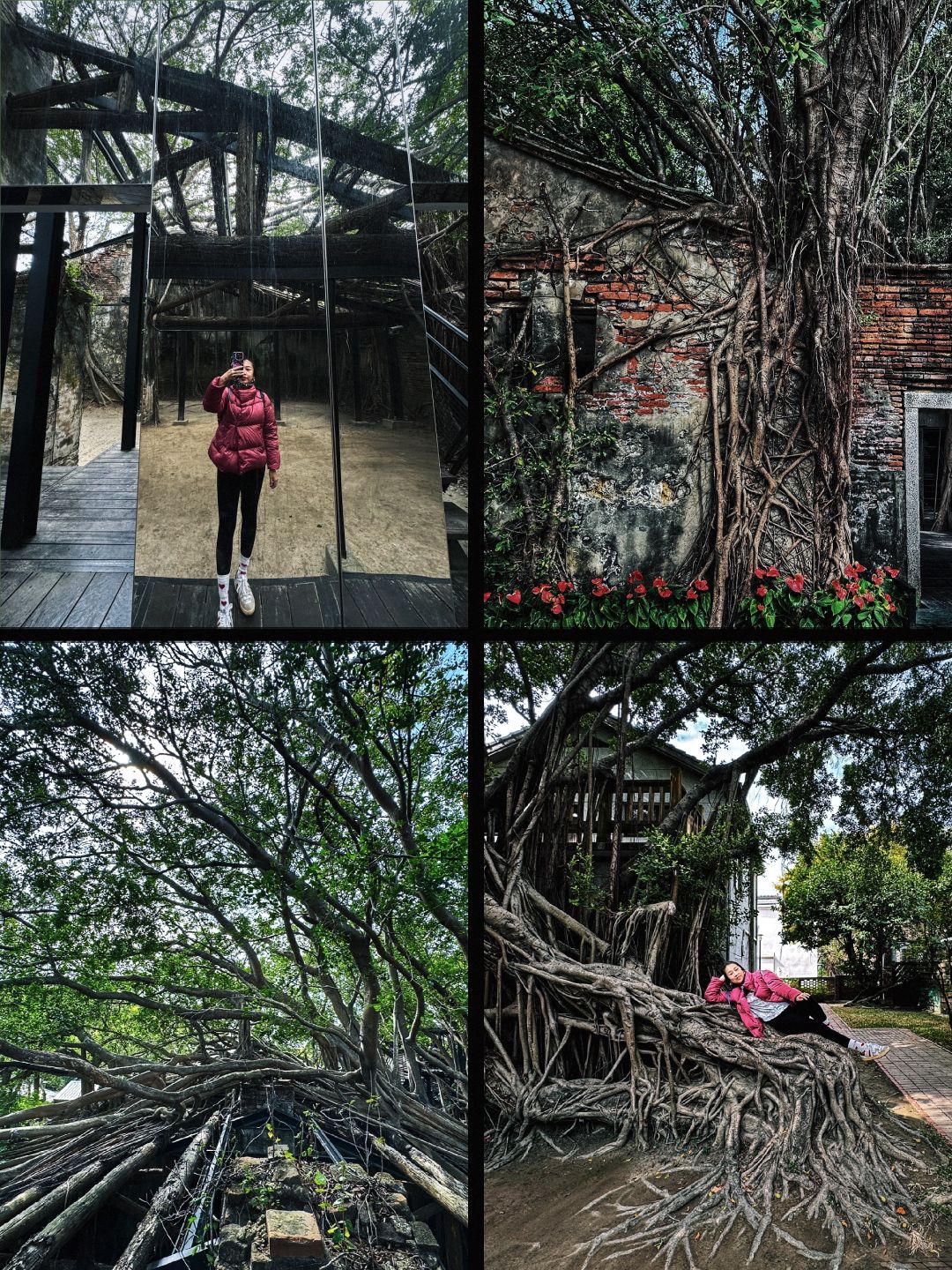 Taiwan-Tainan Travel Tour Anping Tree House, Sicao Green Tunnel and Black-faced Spoonbill