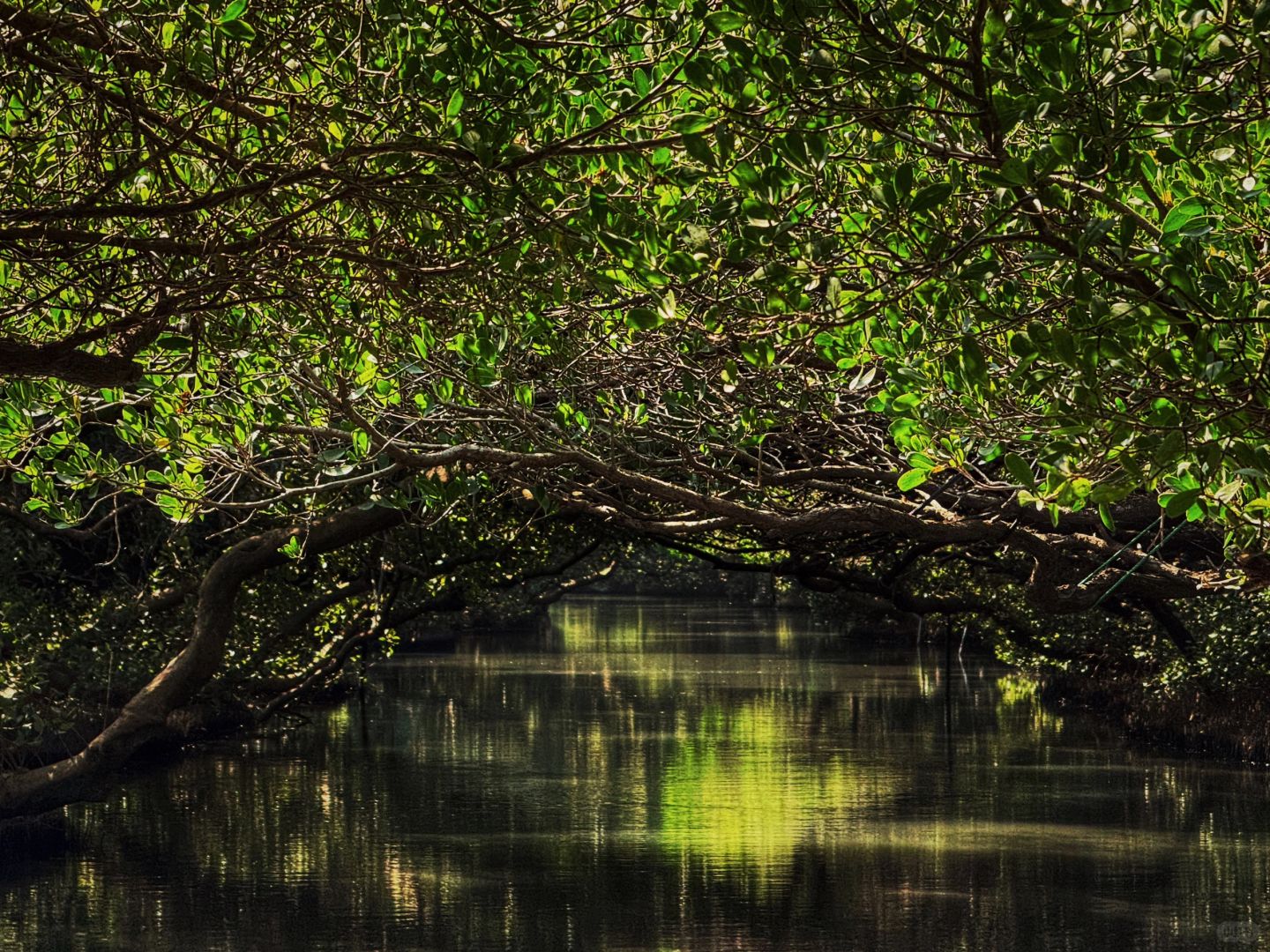 Taiwan-Tainan Travel Tour Anping Tree House, Sicao Green Tunnel and Black-faced Spoonbill