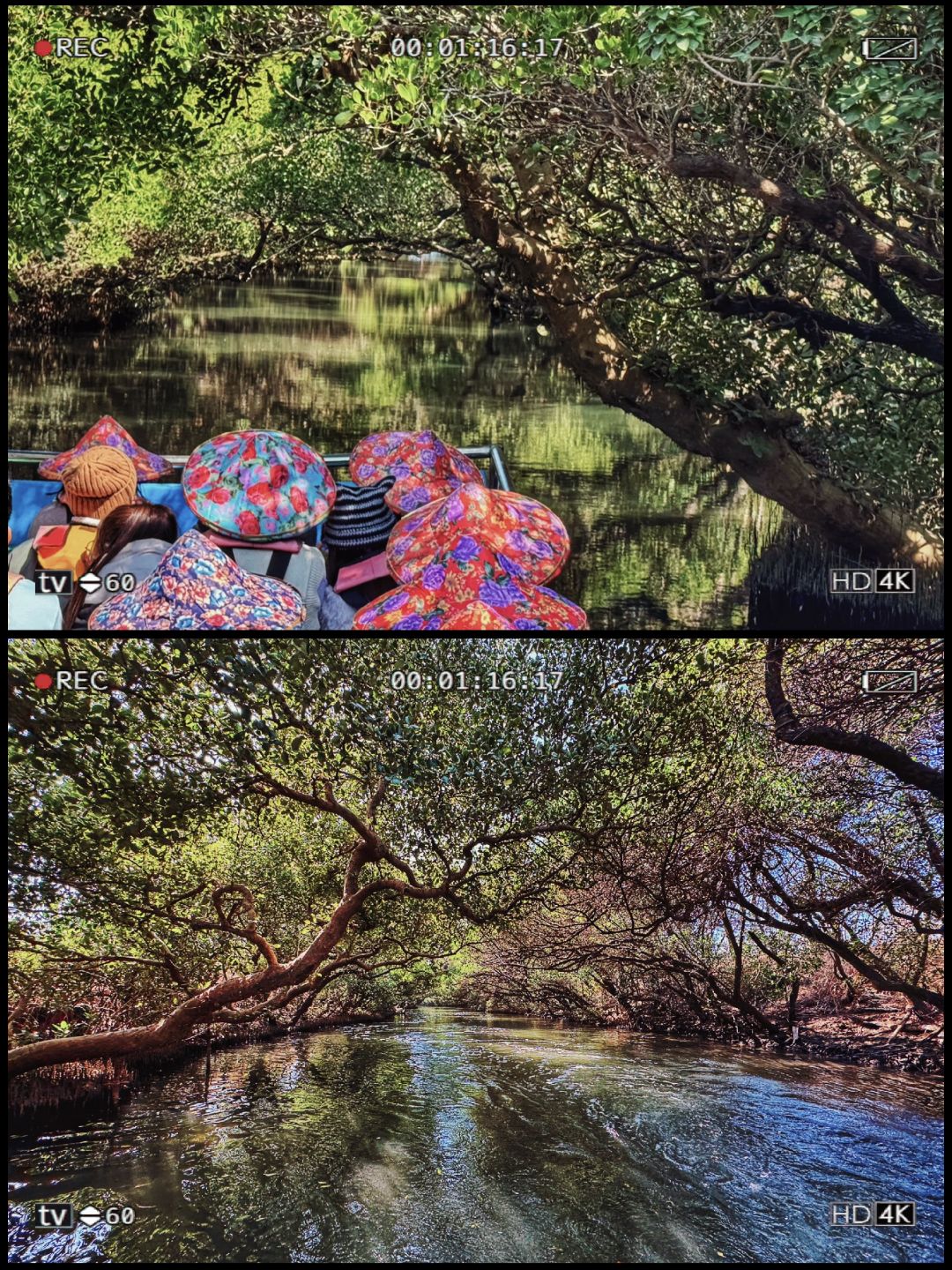 Taiwan-Tainan Travel Tour Anping Tree House, Sicao Green Tunnel and Black-faced Spoonbill