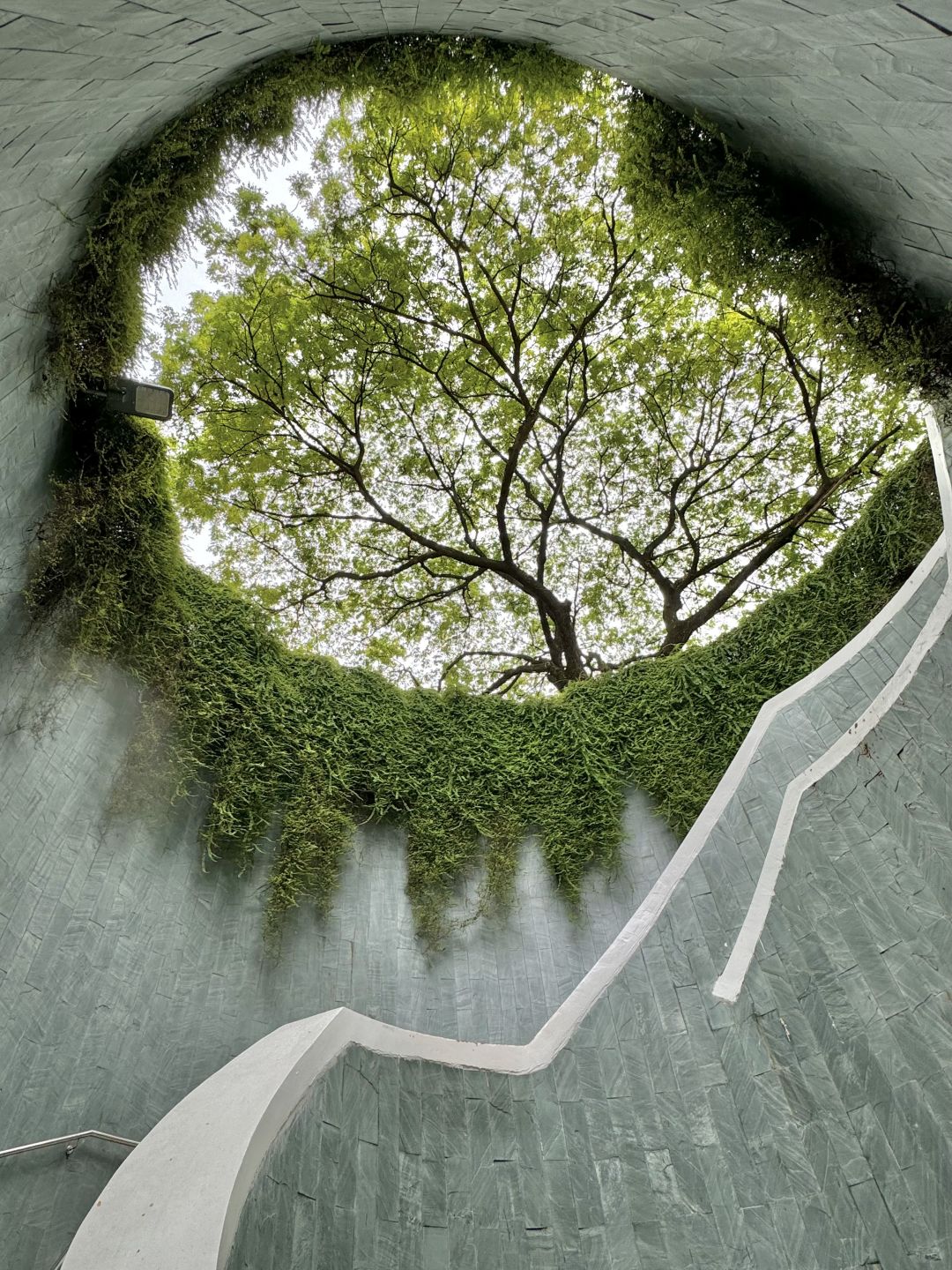 Singapore-Raffles Hotel Blue Fountain and National Gallery Singapore, Fort Canning Park Tree Hole