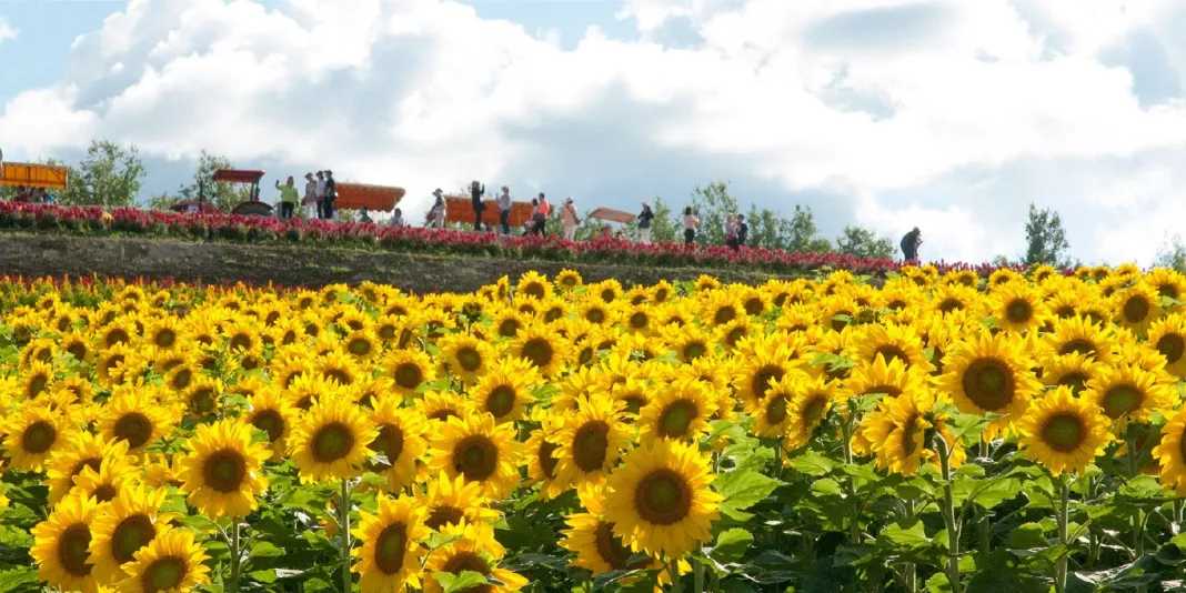 Sapporo/Hokkaido-Seven-day trip to Hokkaido, including international driving license and car rental guide