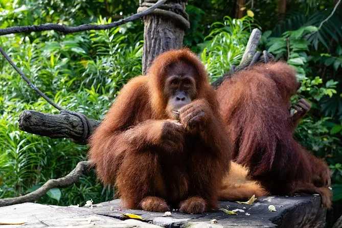 Singapore-2024 Singapore Zoo Day and Night Tour | Ticket Prices, Transportation, Attractions, Official Website, Breakfast