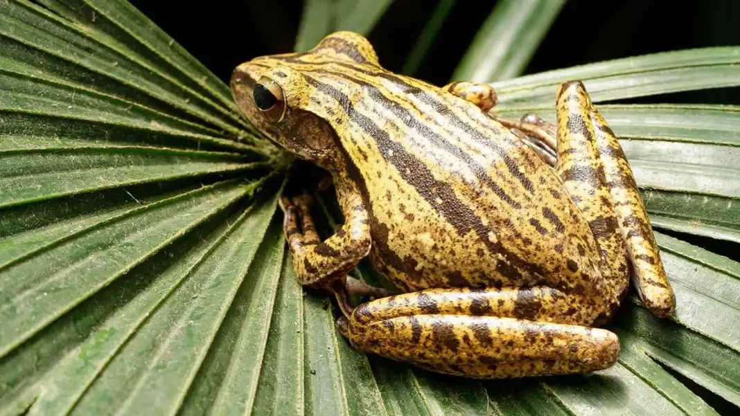 Singapore-2024 Singapore Zoo Day and Night Tour | Ticket Prices, Transportation, Attractions, Official Website, Breakfast