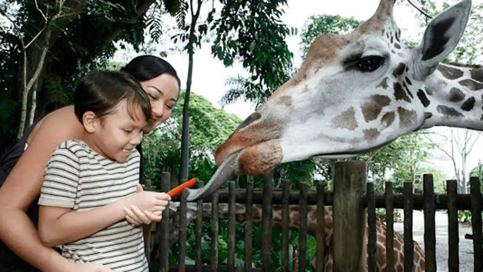 Singapore-2024 Singapore Zoo Day and Night Tour | Ticket Prices, Transportation, Attractions, Official Website, Breakfast
