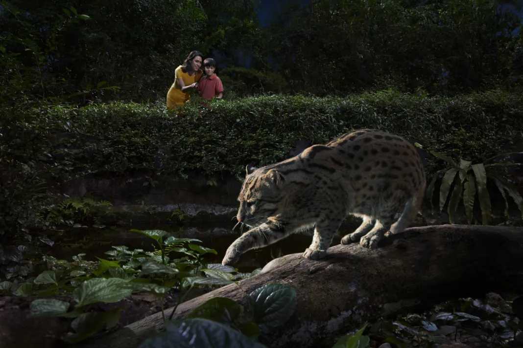 Singapore-2024 Singapore Zoo Day and Night Tour | Ticket Prices, Transportation, Attractions, Official Website, Breakfast