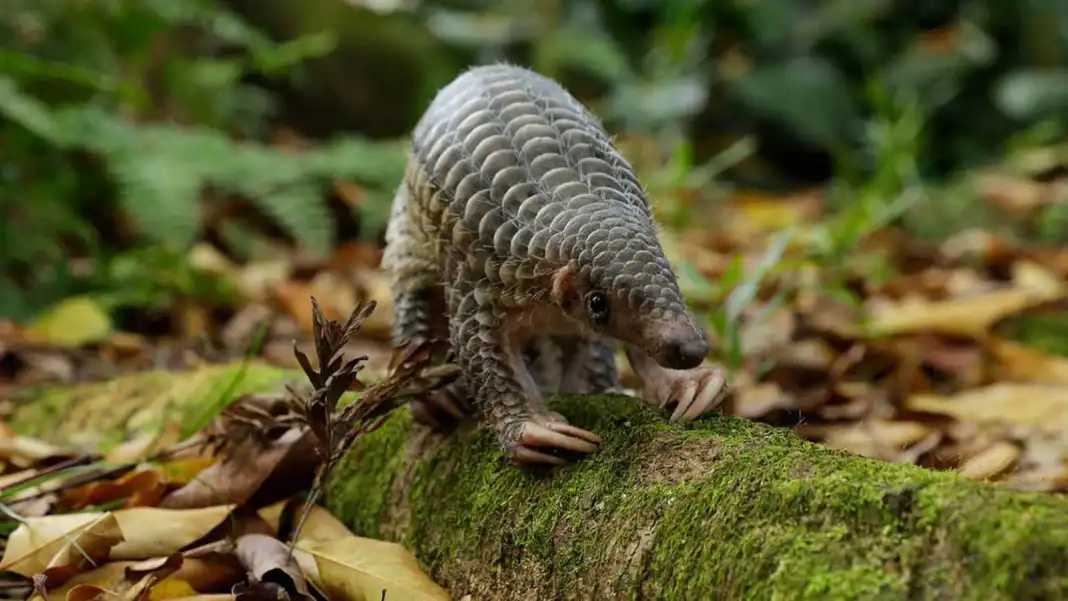 Singapore-2024 Singapore Zoo Day and Night Tour | Ticket Prices, Transportation, Attractions, Official Website, Breakfast