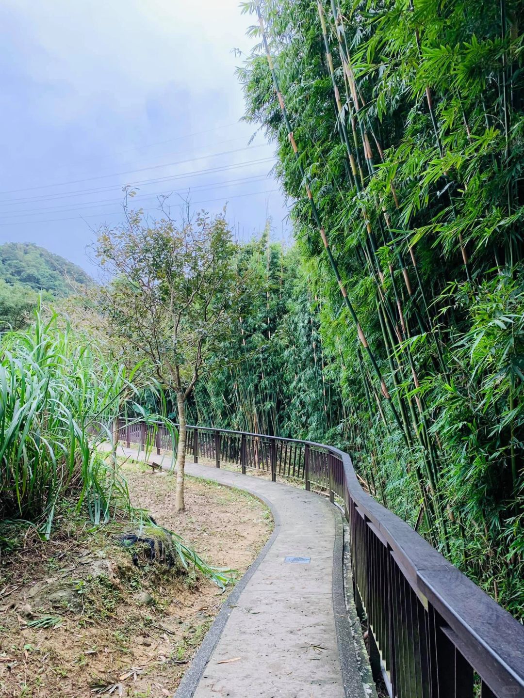 Taiwan-The Baishihu Suspension Bridge in Neihu, Taipei, looks like a flying dragon crossing the valley