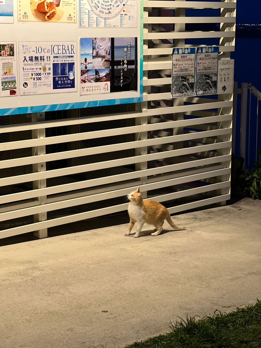 Okinawa-Enjoy the night view of Senaga Island in Okinawa, Japan, the densest blue in the night sky