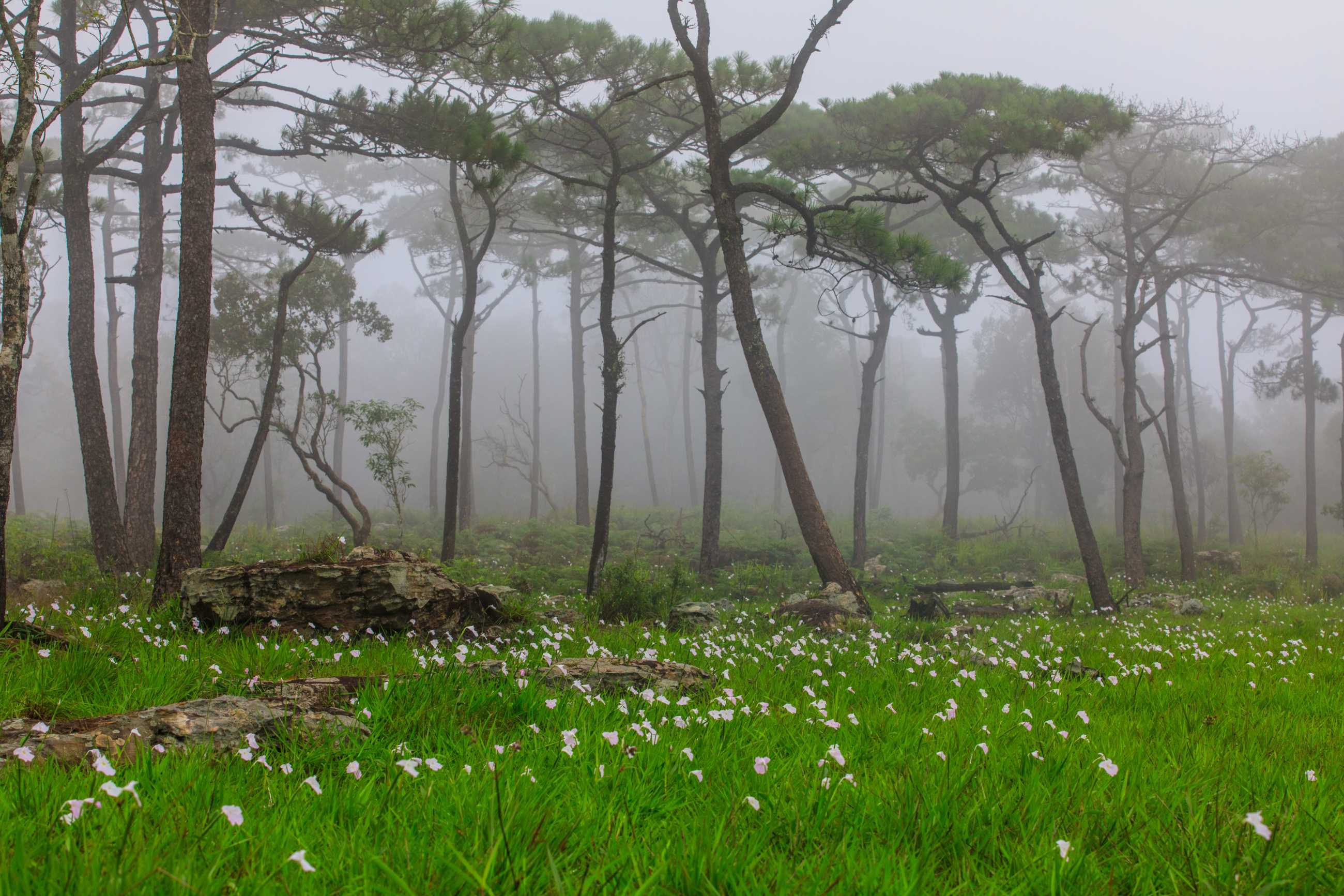 Bangkok-Phu Luang, a tourist destination in Loei Province, Thailand, enjoy the sea of ​​fog floating above the mountain