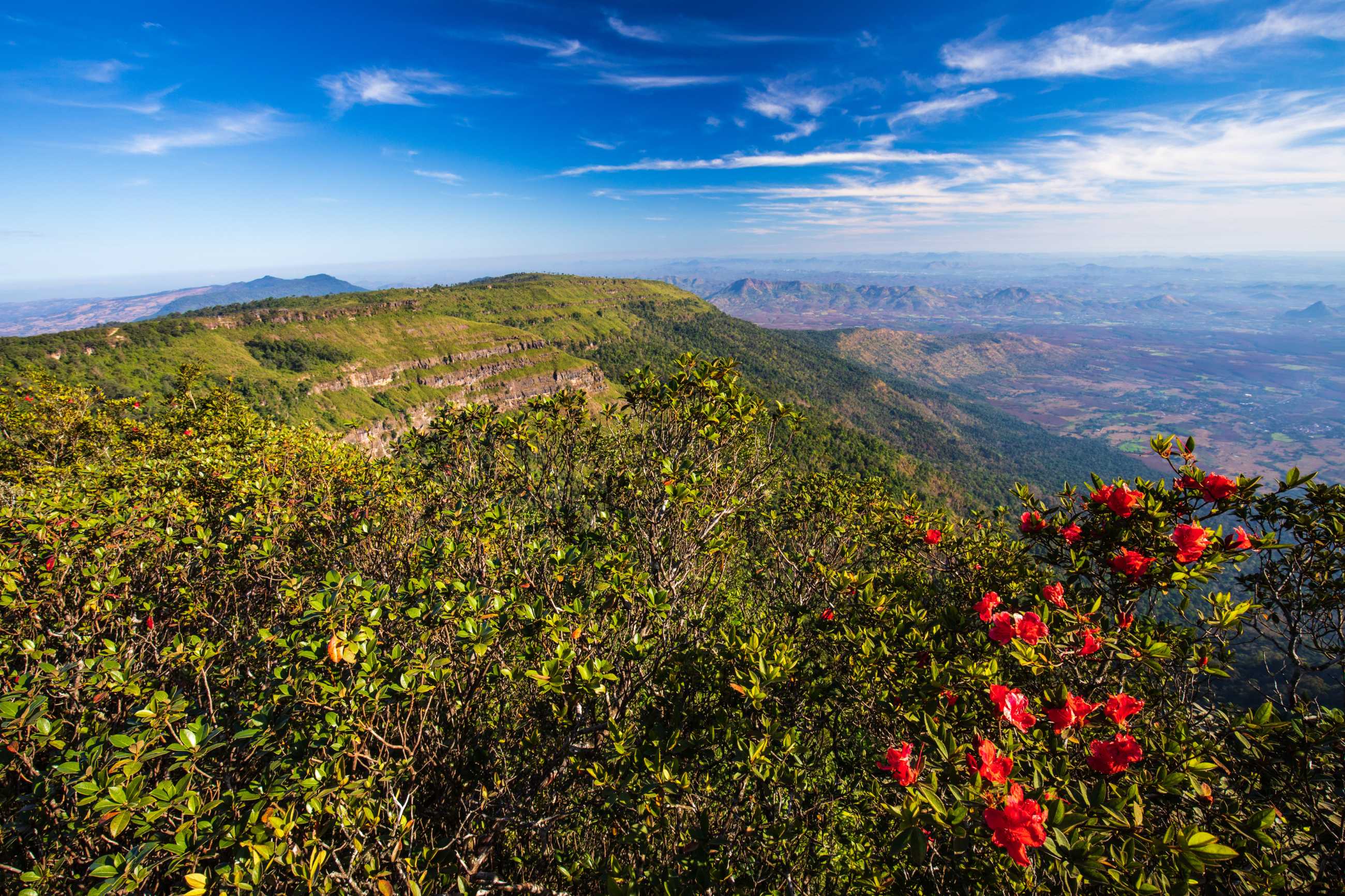 Bangkok-Phu Luang, a tourist destination in Loei Province, Thailand, enjoy the sea of ​​fog floating above the mountain