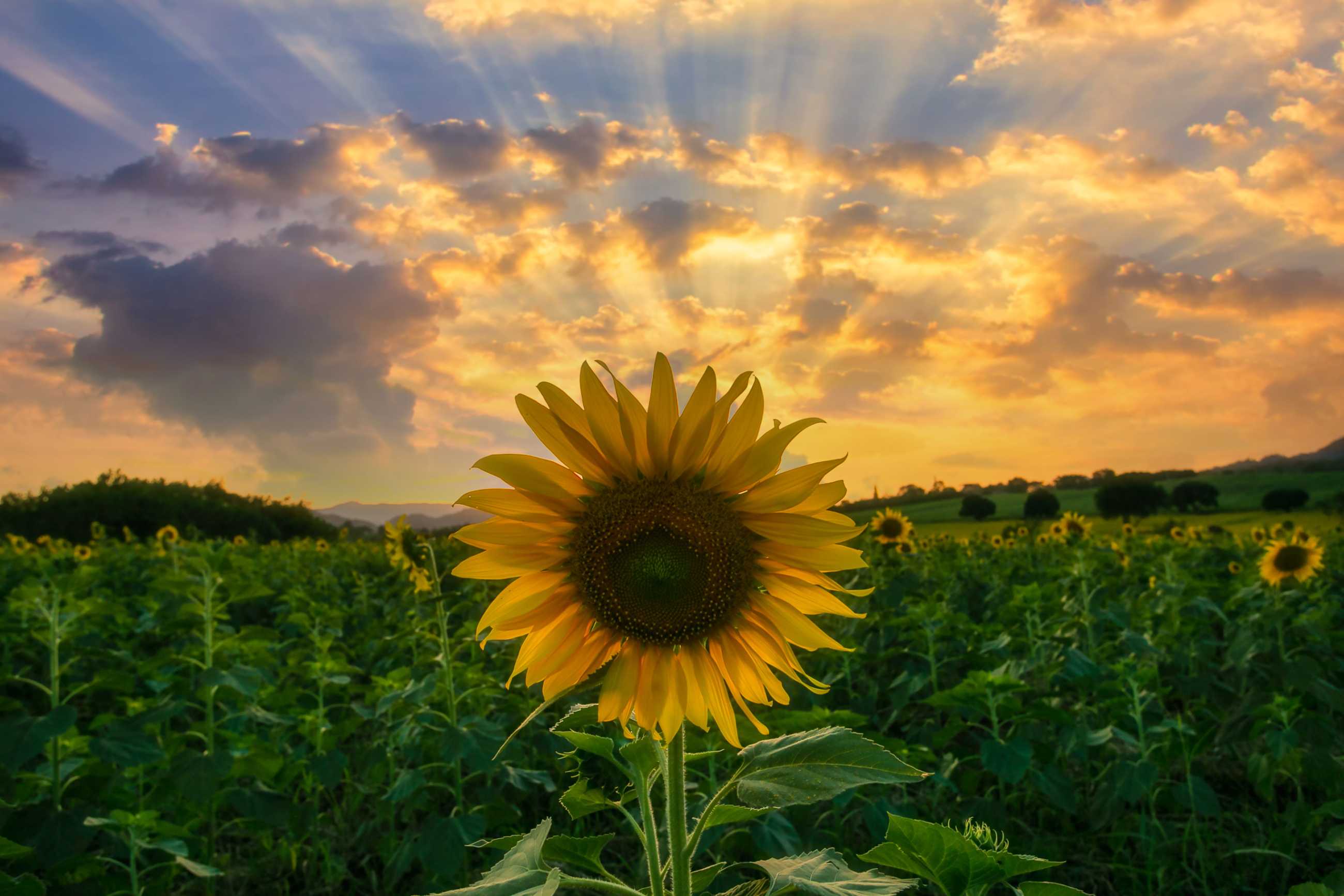 Bangkok-Admiring the beauty of blooming sunflowers in the winter fields at Khao Chin Lae, Lopburi Province, Thailand