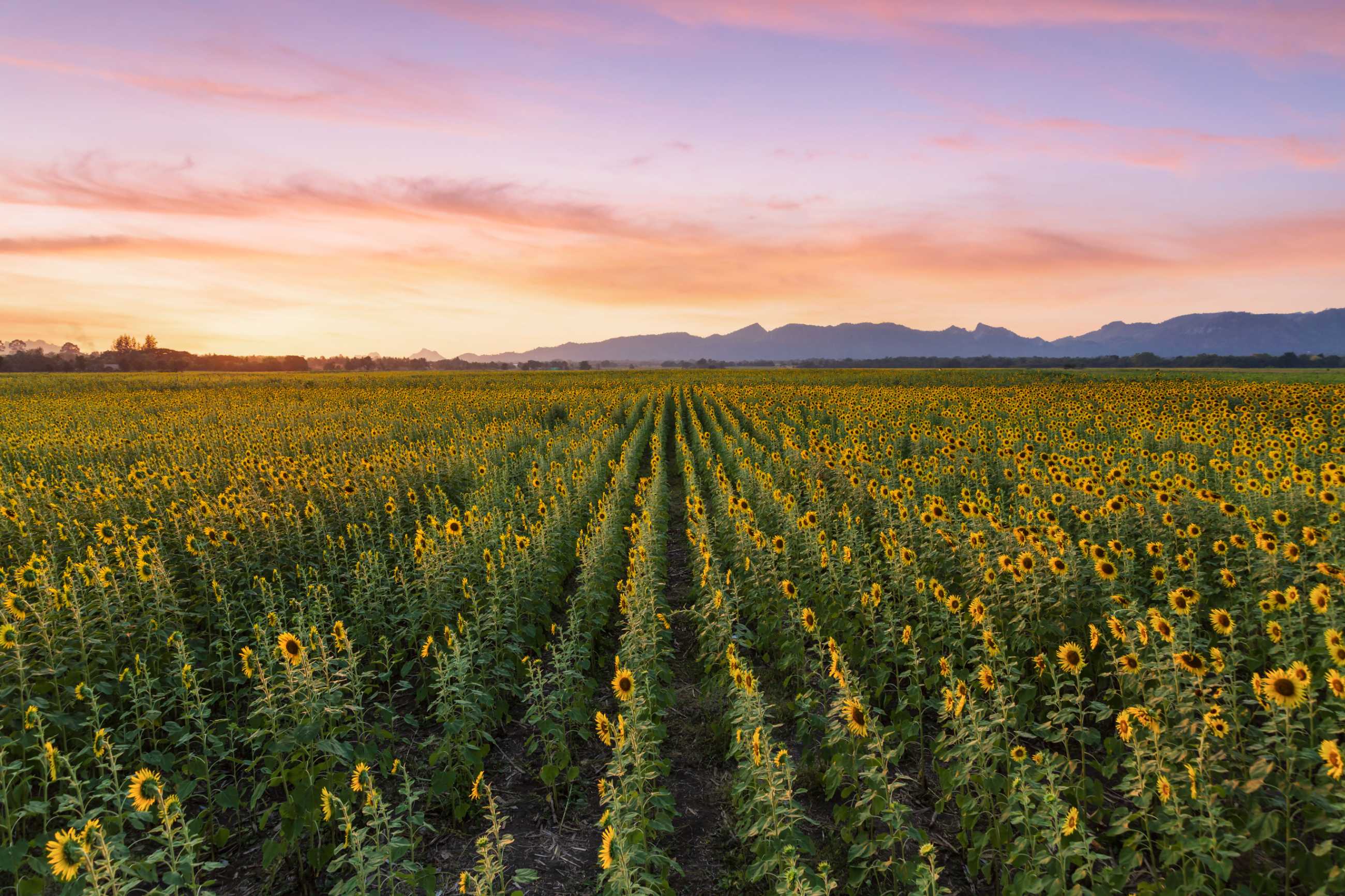 Bangkok-Admiring the beauty of blooming sunflowers in the winter fields at Khao Chin Lae, Lopburi Province, Thailand
