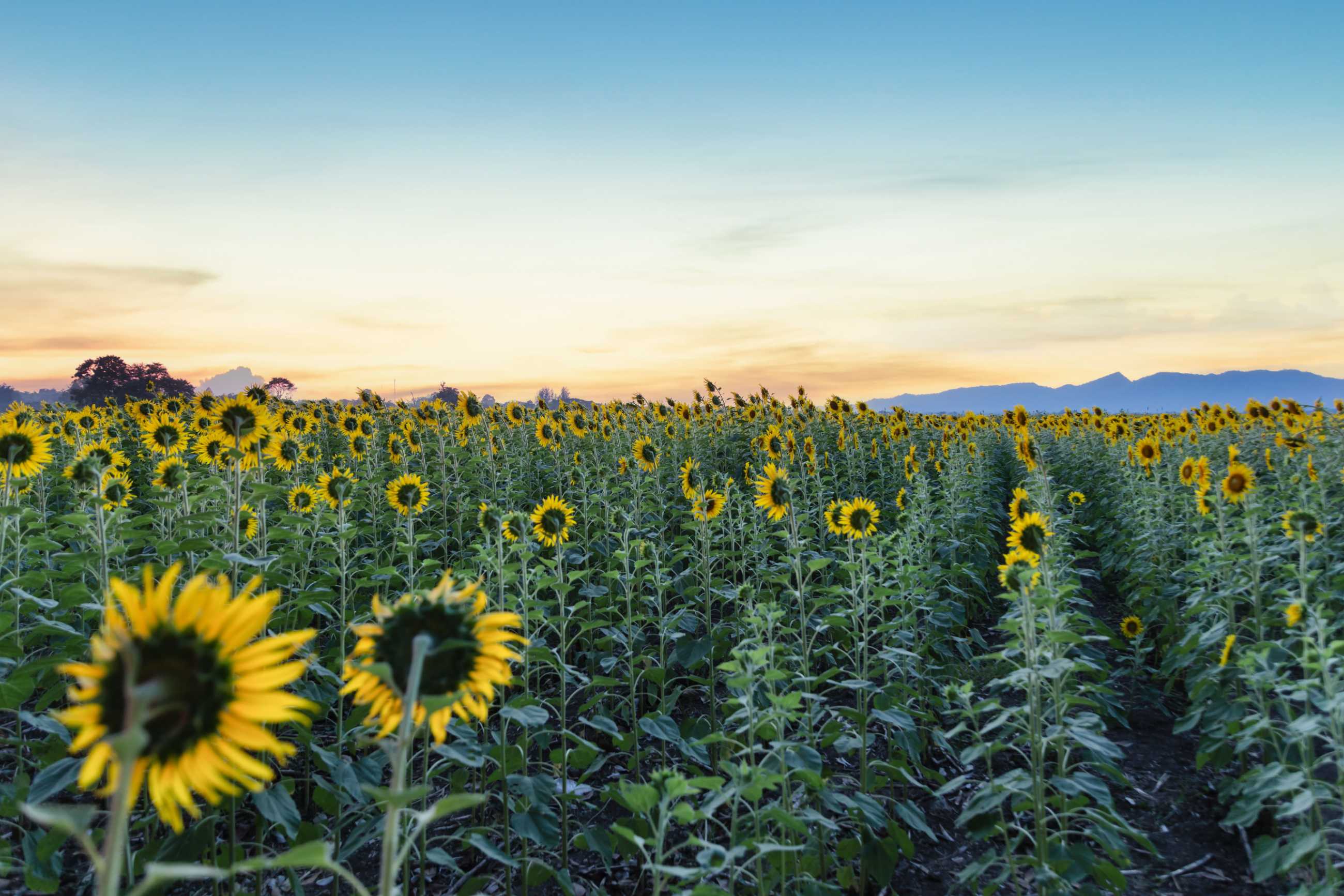 Bangkok-Admiring the beauty of blooming sunflowers in the winter fields at Khao Chin Lae, Lopburi Province, Thailand
