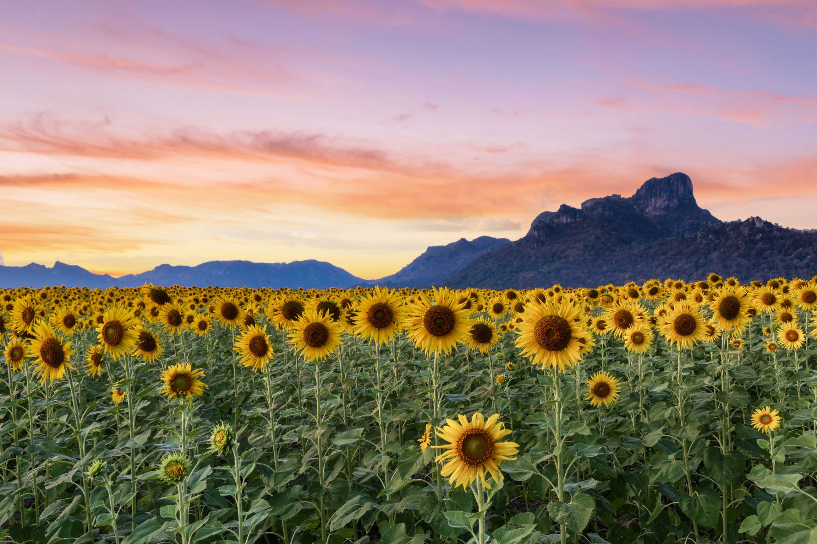 Bangkok-Admiring the beauty of blooming sunflowers in the winter fields at Khao Chin Lae, Lopburi Province, Thailand