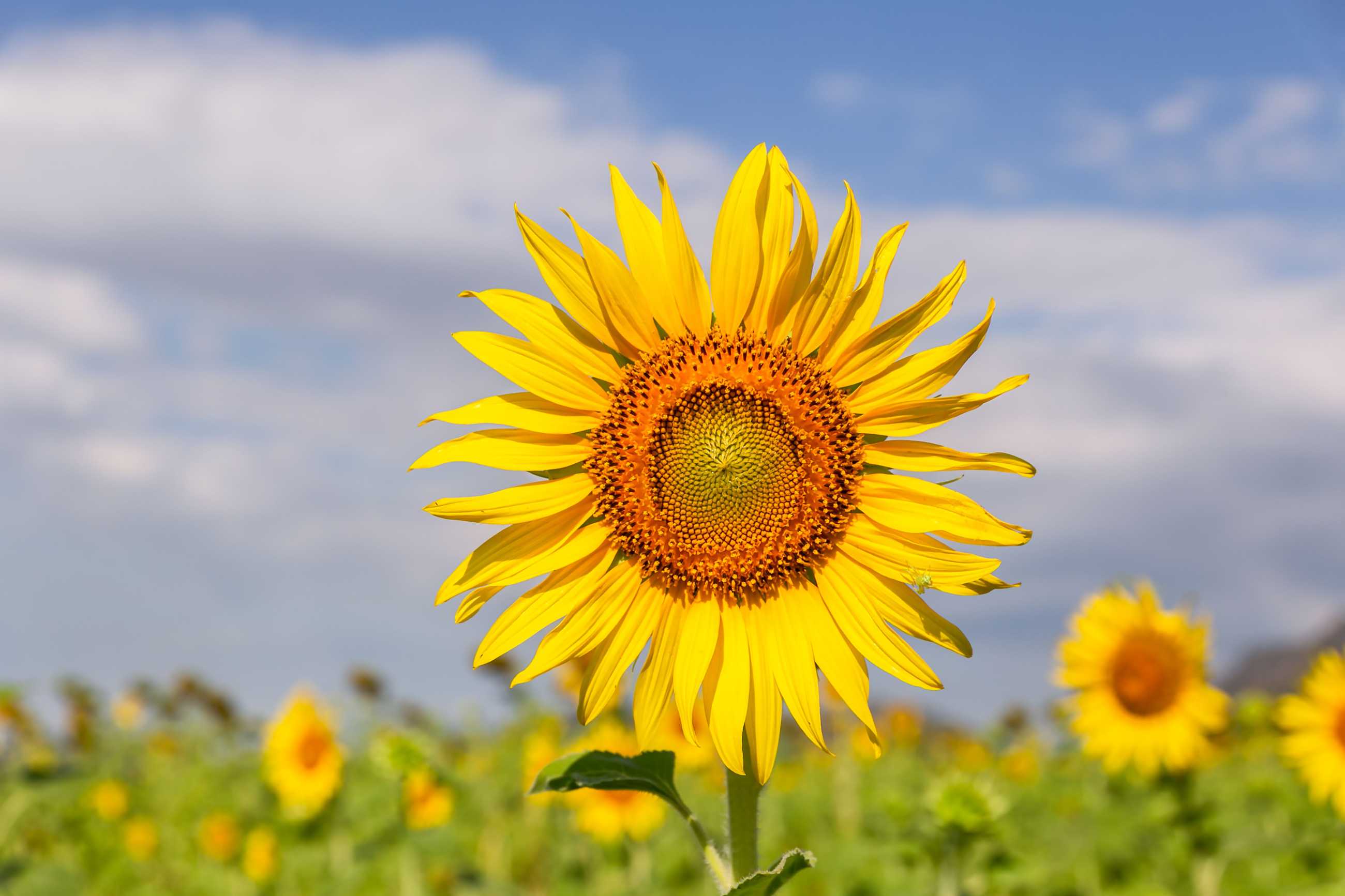 Bangkok-Admiring the beauty of blooming sunflowers in the winter fields at Khao Chin Lae, Lopburi Province, Thailand