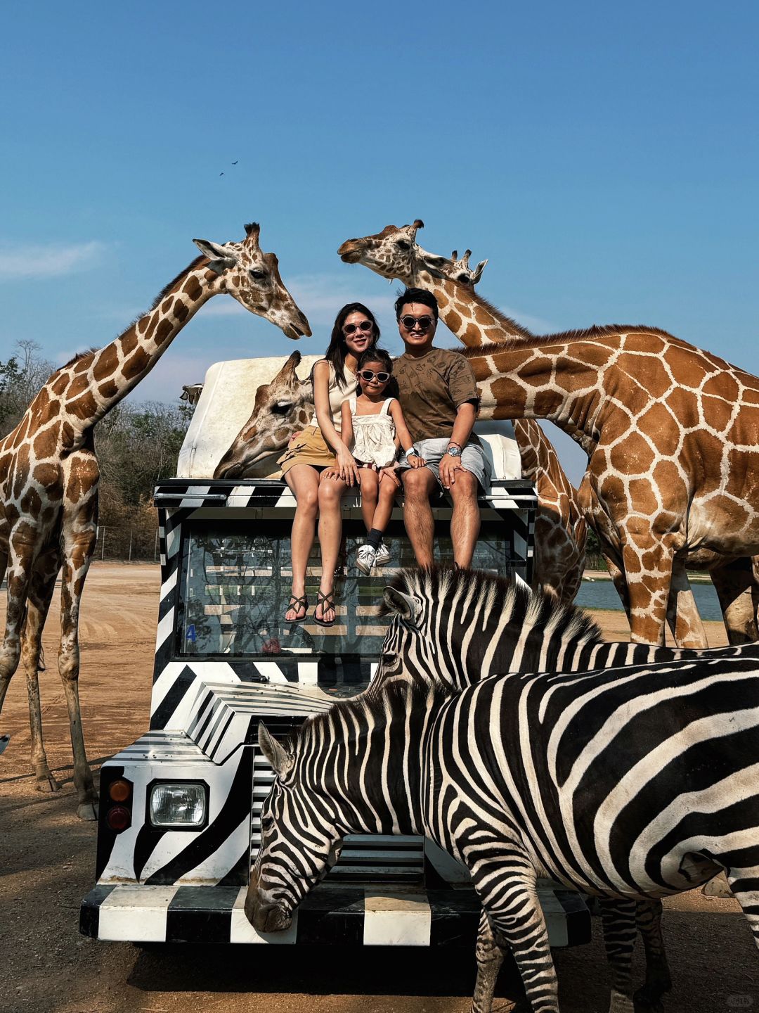 Bangkok-Bangkok Safari Park, ?take photos with zebras and giraffes, a paradise for children