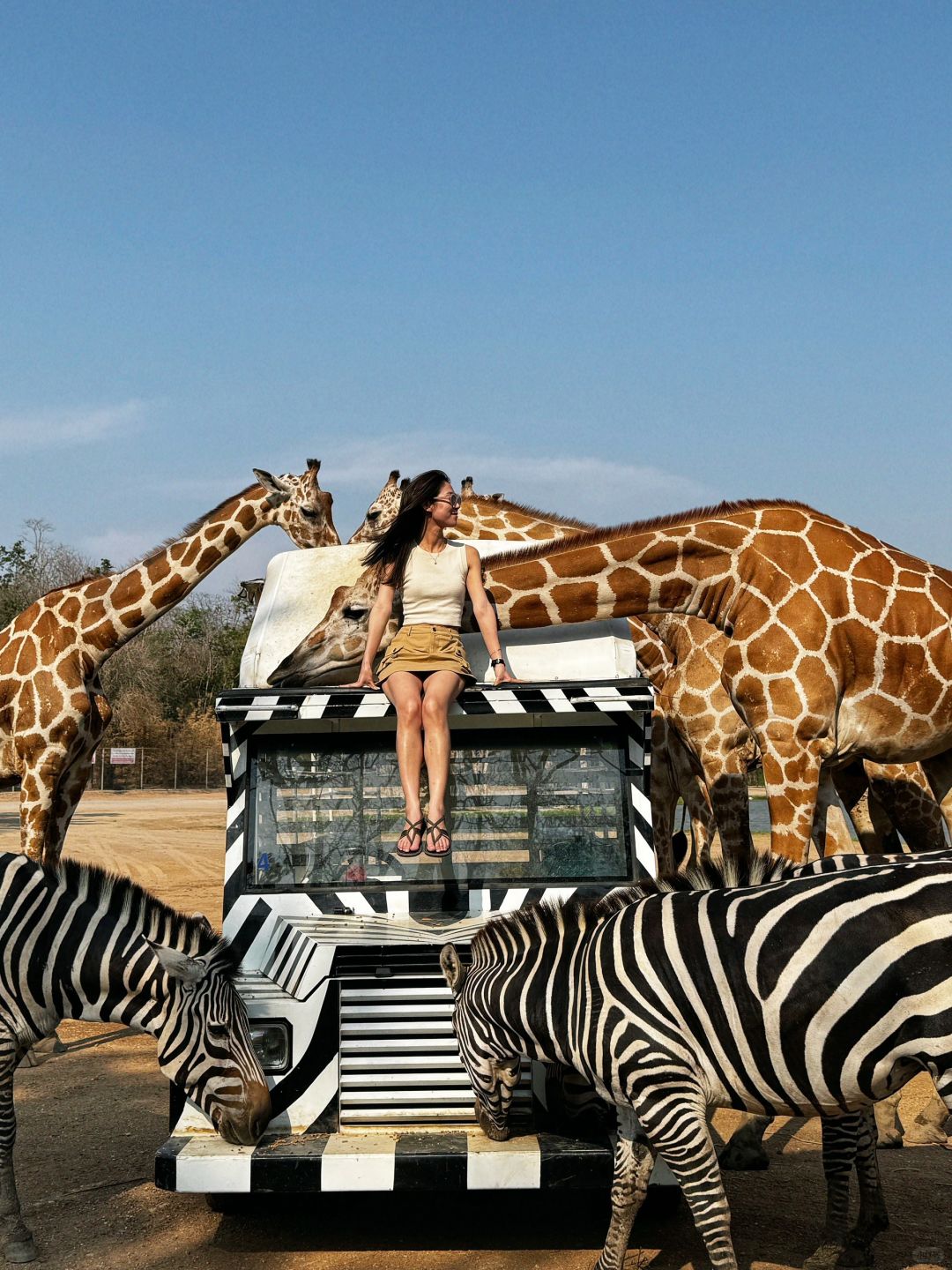 Bangkok-Bangkok Safari Park, ?take photos with zebras and giraffes, a paradise for children