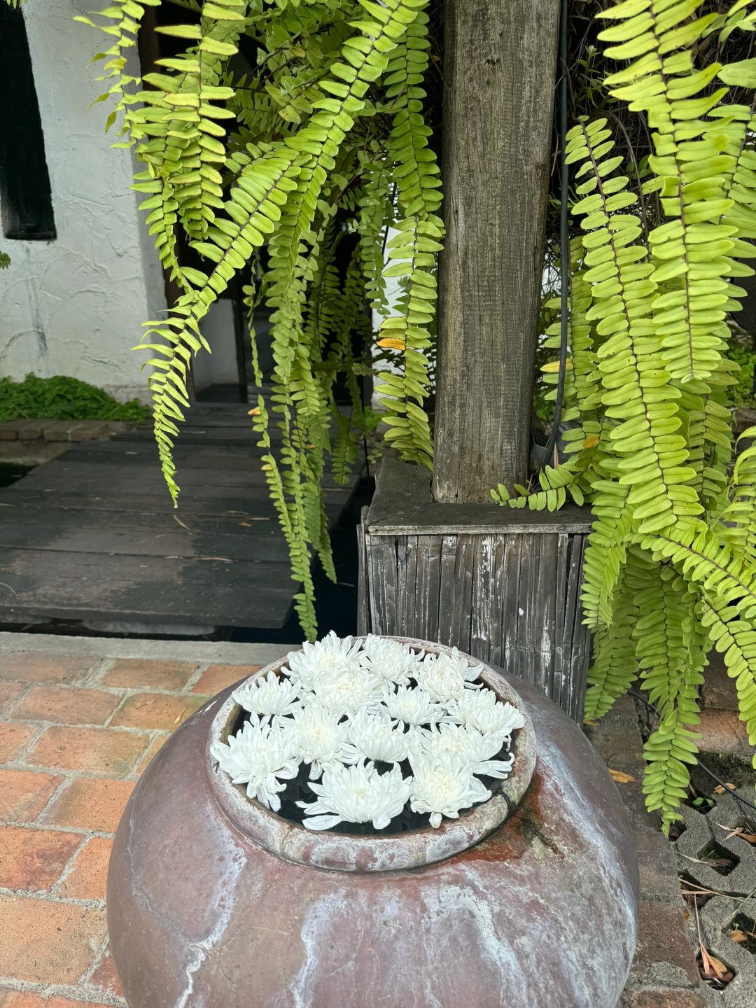 Chiang Mai-Fah Lanna spa massage in Chiang Mai, the coconut trees in the yard are very beautiful