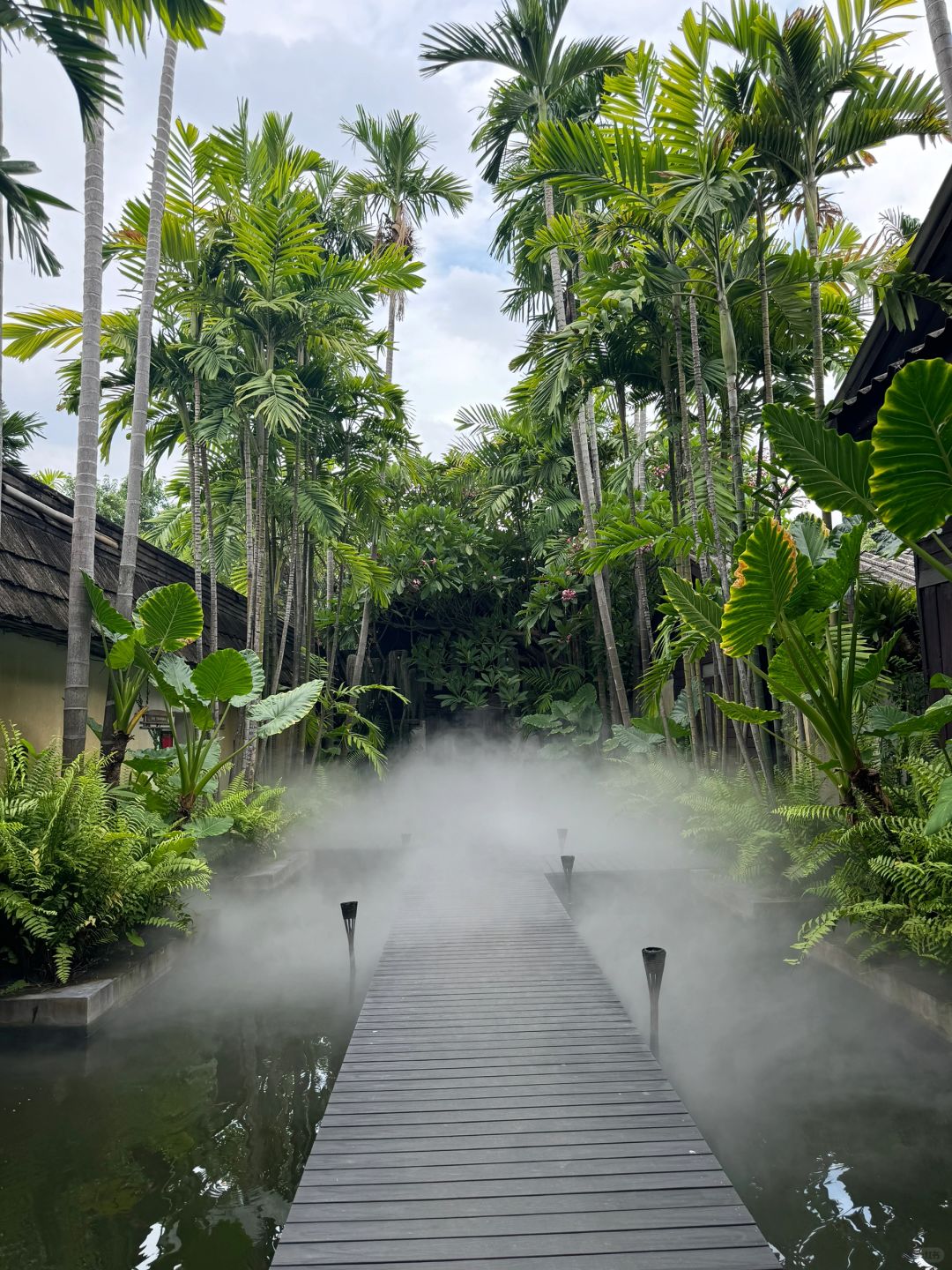 Chiang Mai-Fah Lanna spa massage in Chiang Mai, the coconut trees in the yard are very beautiful