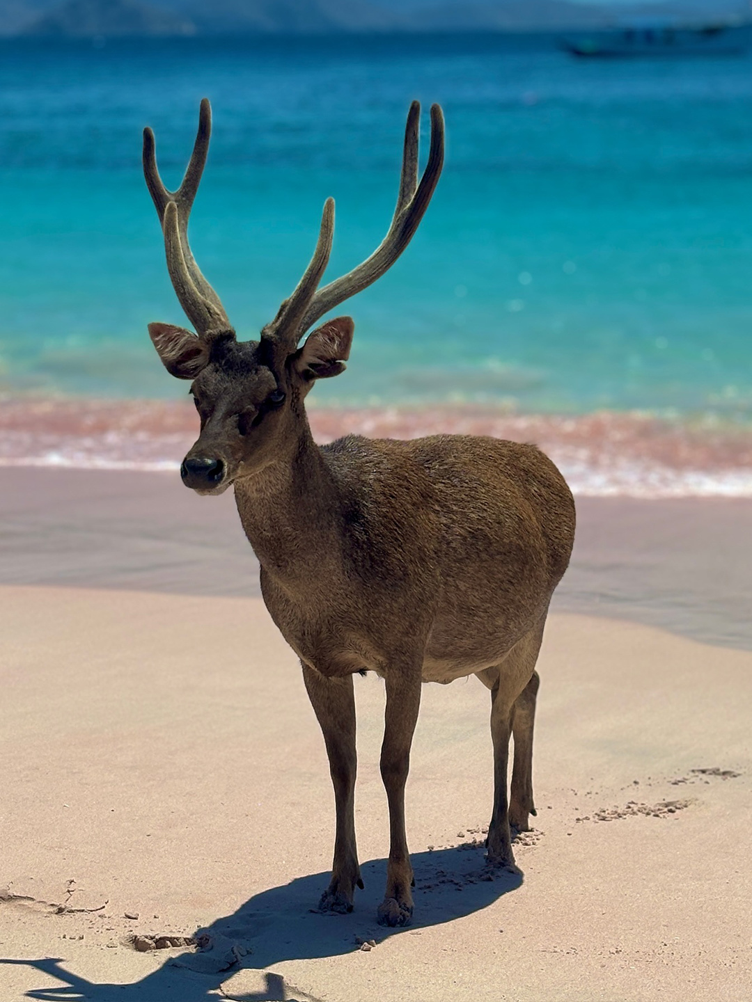Bali-Travel guide to Komodo, Indonesia, visit Pink Beach, Komodo Park, Manta Point and Makassa Bay