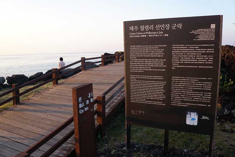 Busan/Jeju-Watching the sunset at the cactus community in Wolryeong-ri, Jeju Island, South Korea