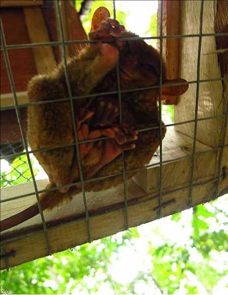 Cebu-One-day trip to Cebu and Bohol in the Philippines, the people on the islands are so welcoming