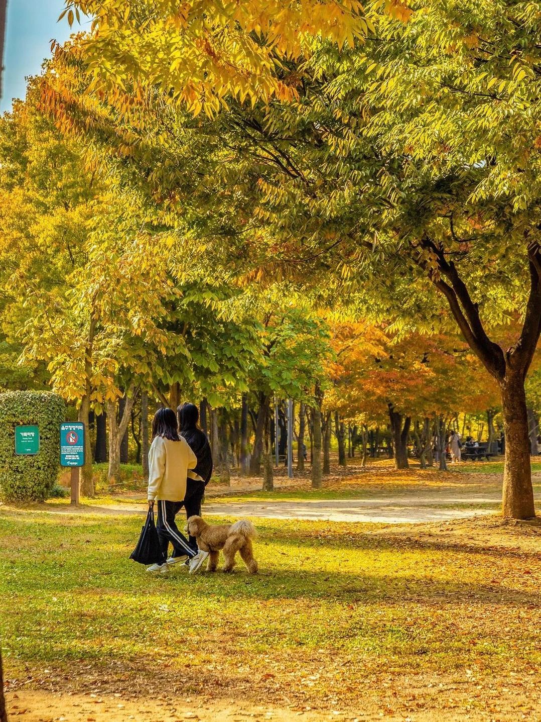 Seoul-Travel and live in Seoul in November and experience the same romance as Korean dramas