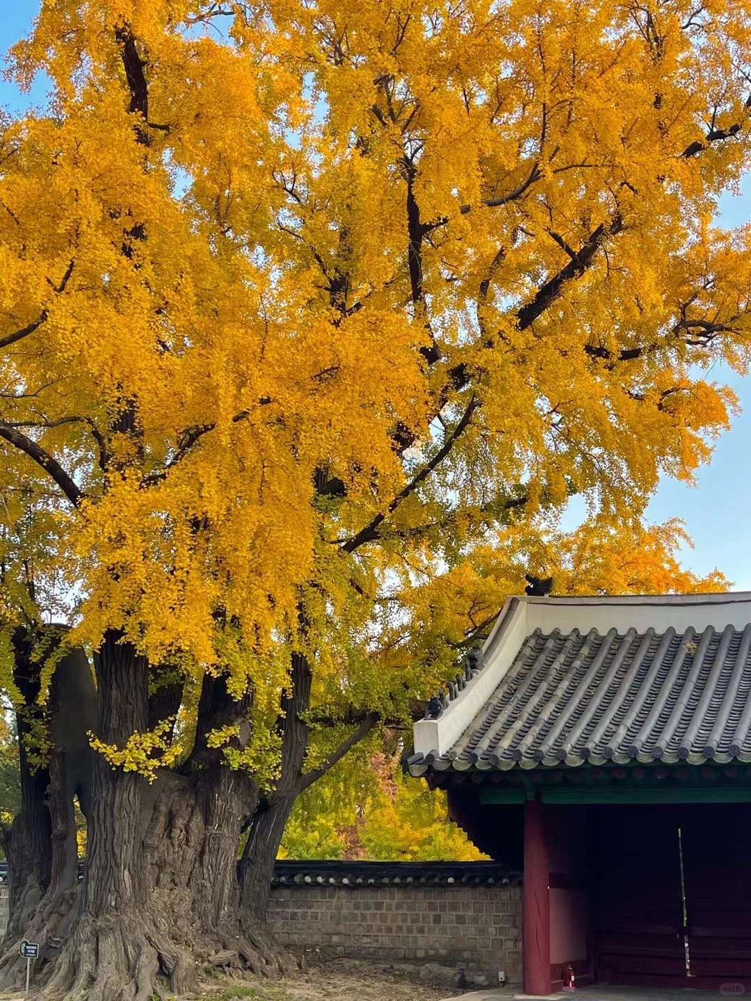 Seoul-Travel and live in Seoul in November and experience the same romance as Korean dramas